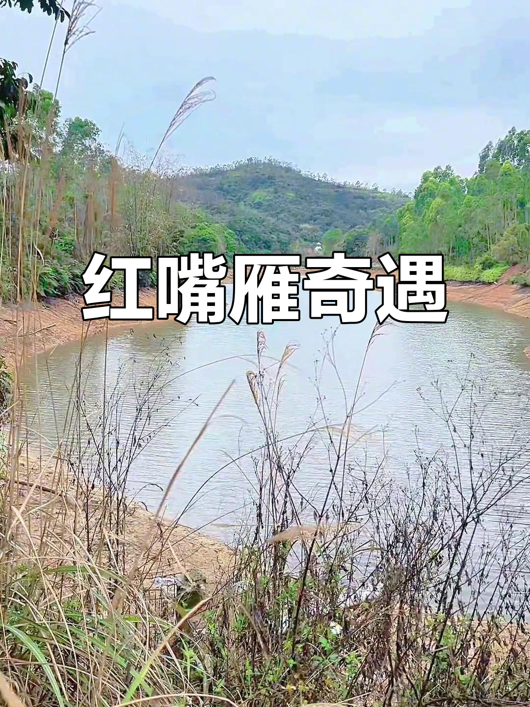 第一次近距离接触野生红嘴雁,幸运满满!