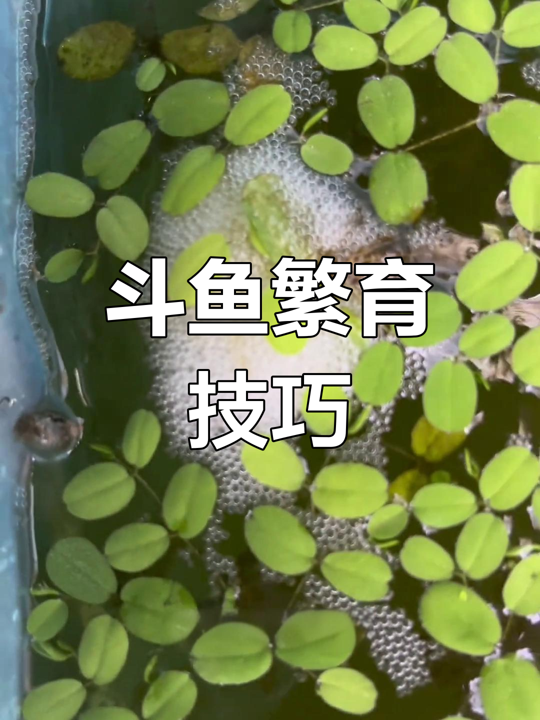 斗鱼繁殖全攻略:从泡泡到小苗出生全过程
