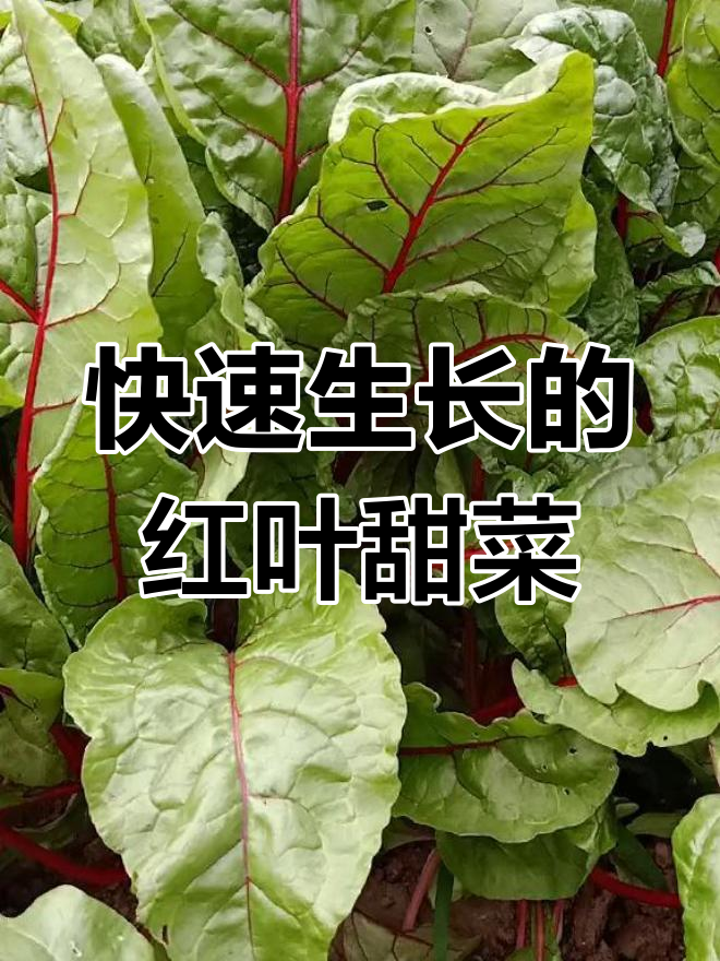 红叶甜菜:越掰越多,一年四季都能吃