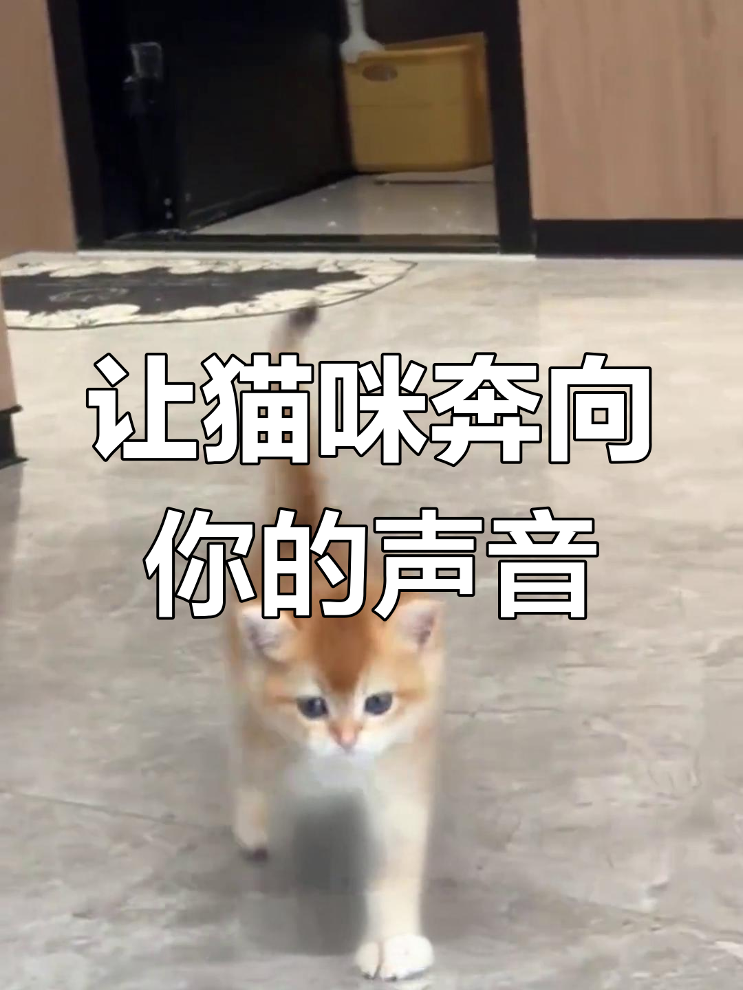 猫咪声音吸引技巧:3种叫声让猫靠近你