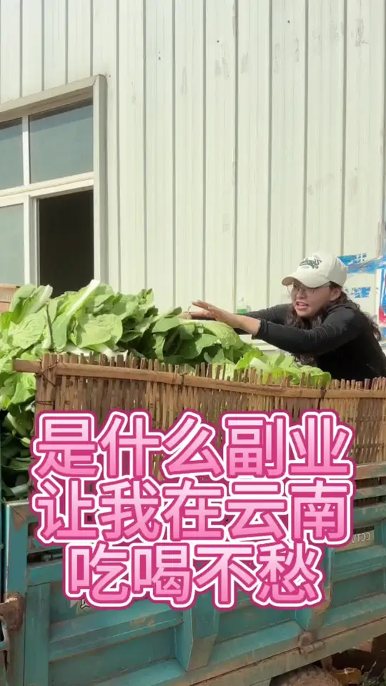 云南乡间日常自制韭菜鸡蛋水饺品尝