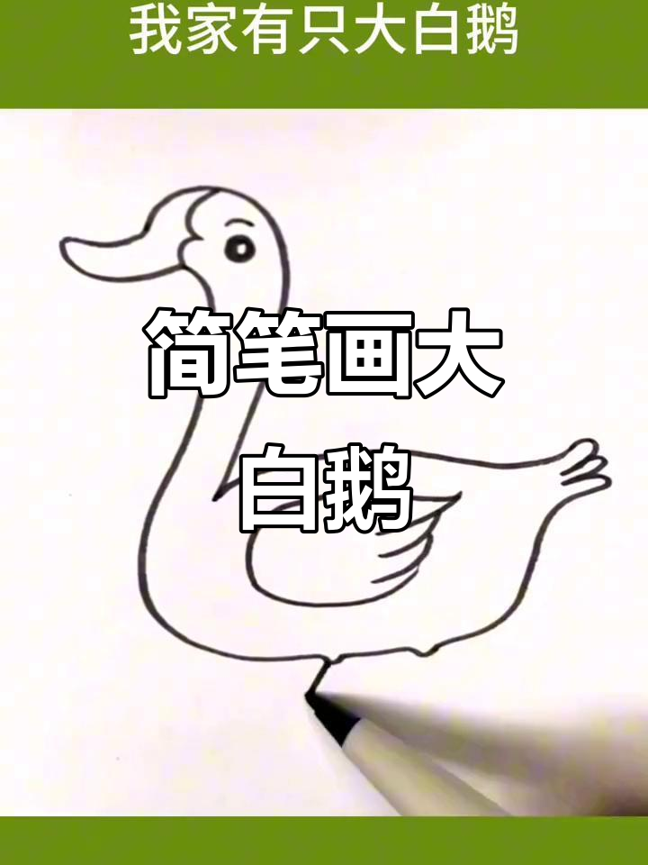 大白鹅跟着我,摇摆长嘴超可爱