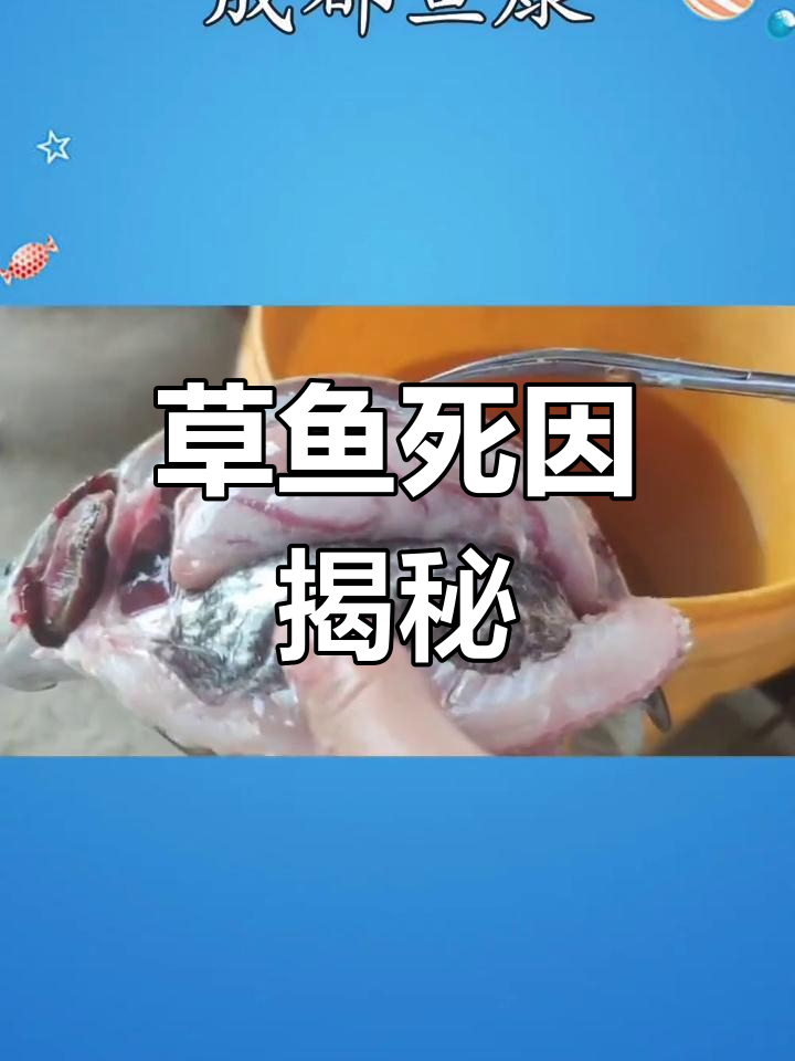 草鱼连续死亡原因竟是这种寄生虫,药治无效!