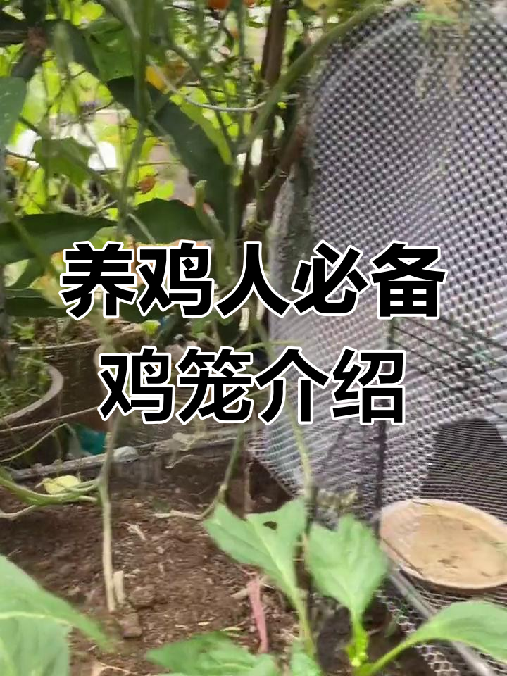 鸡笼设计大揭秘:如何打造防雨防晒的母子空间?