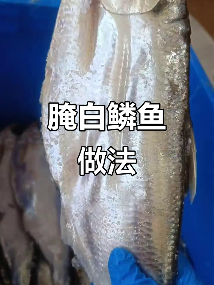 白鲮鱼腌制技巧,清蒸美味更诱人