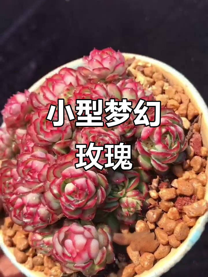 梦幻玫瑰:小巧多肉植物,叶片粉红包裹如莲花