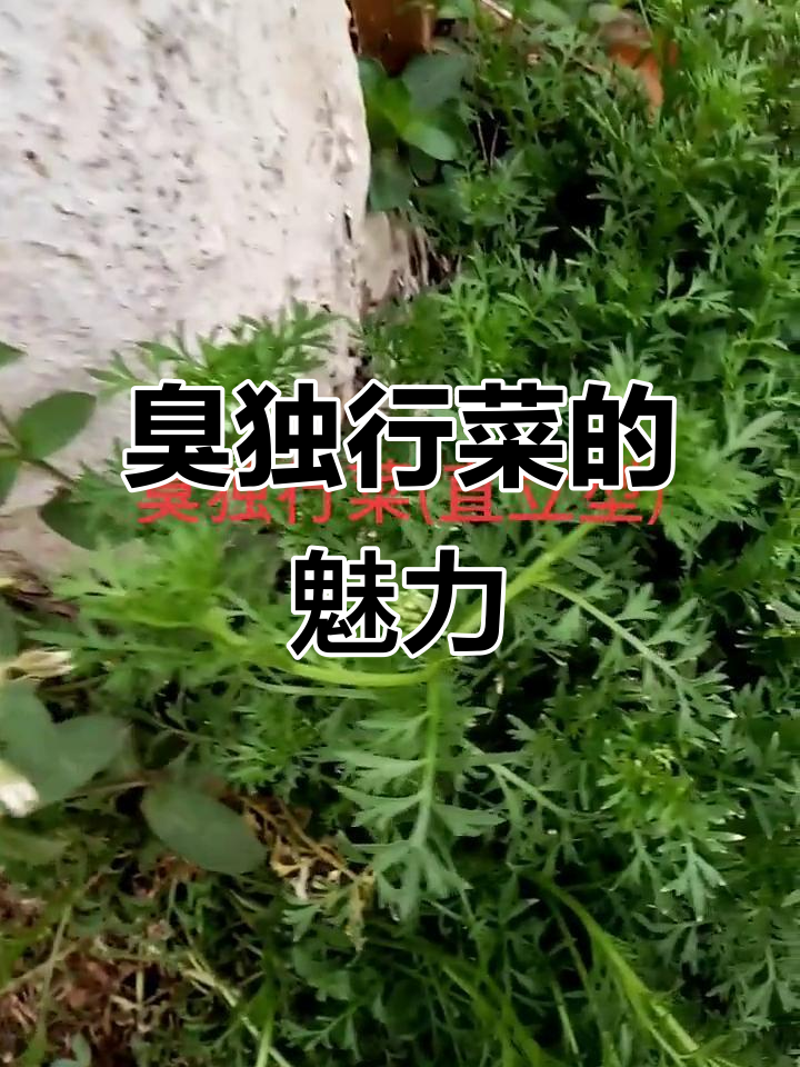 臭独行菜:直立型植物,独特香气让人难以忘怀