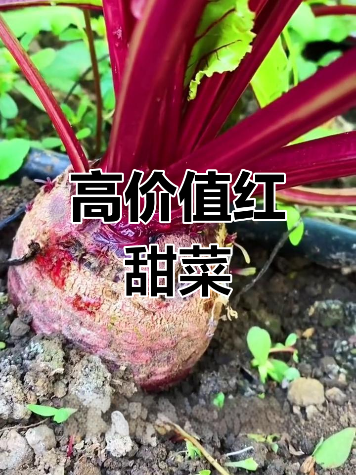 甜菜根:营养丰富的火焰蔬菜