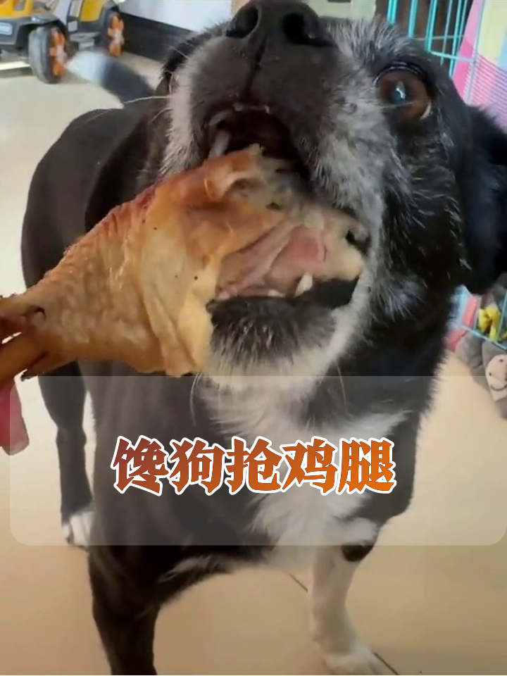 狗子为抢鸡腿急到变脸,老牙都快咬碎了!
