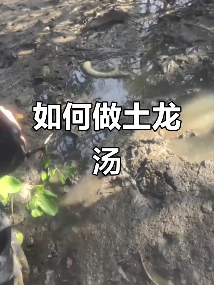 土龙汤怎么做才好吃?教你简单又美味的方法