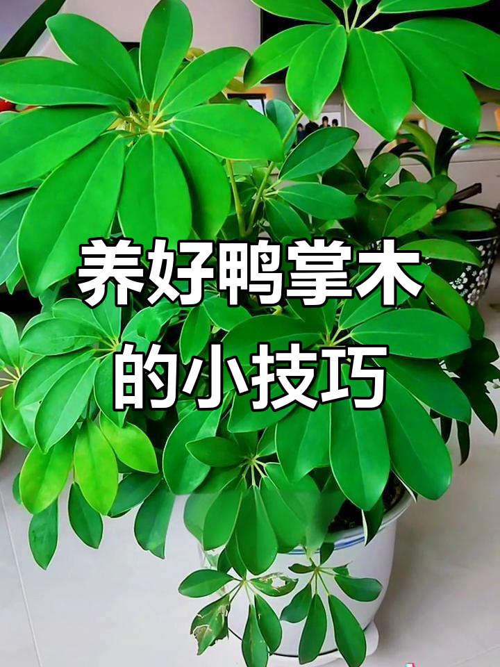 鸭掌木养护秘诀:简单两招让它更茂盛