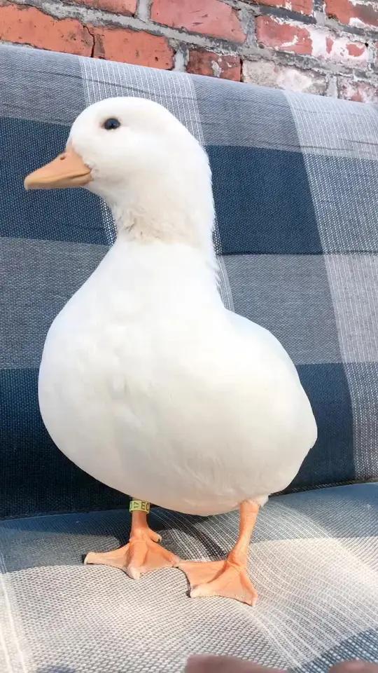 有人说我笑和不笑是两只鸭?宠物鸭小汤圆 唐老鸭本鸭