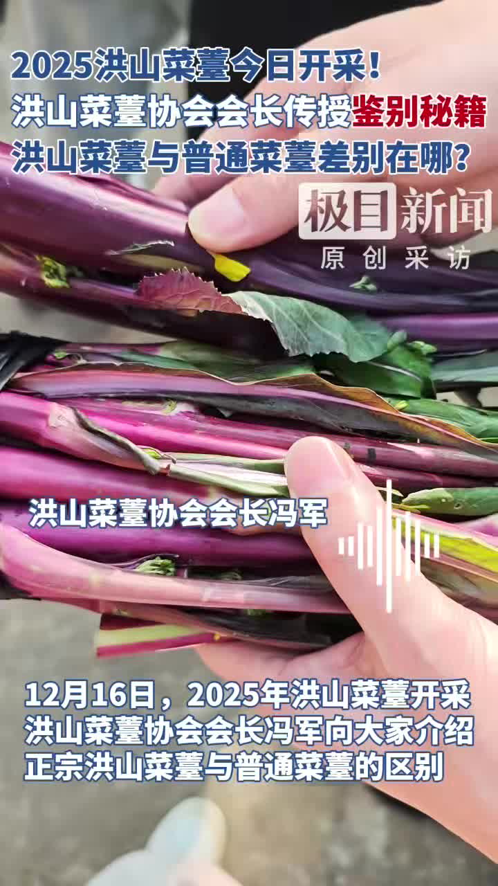 「视频」“塔影田”洪山菜薹开采,洪山菜薹协会会长传授“鉴别秘籍”