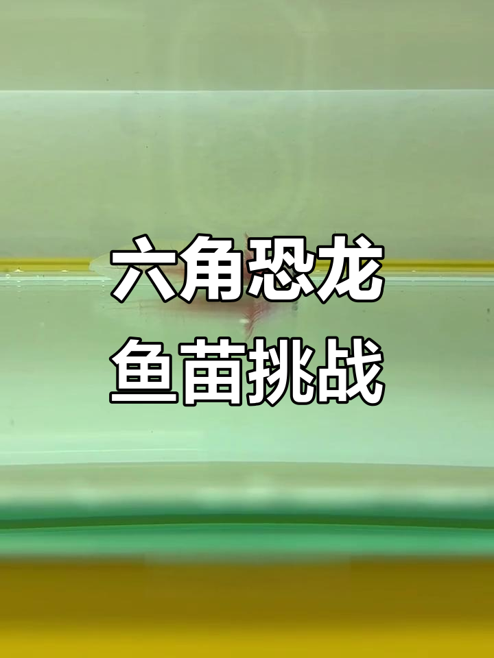 网购5元两条六角恐龙鱼苗，黑色竟是“凶手”！