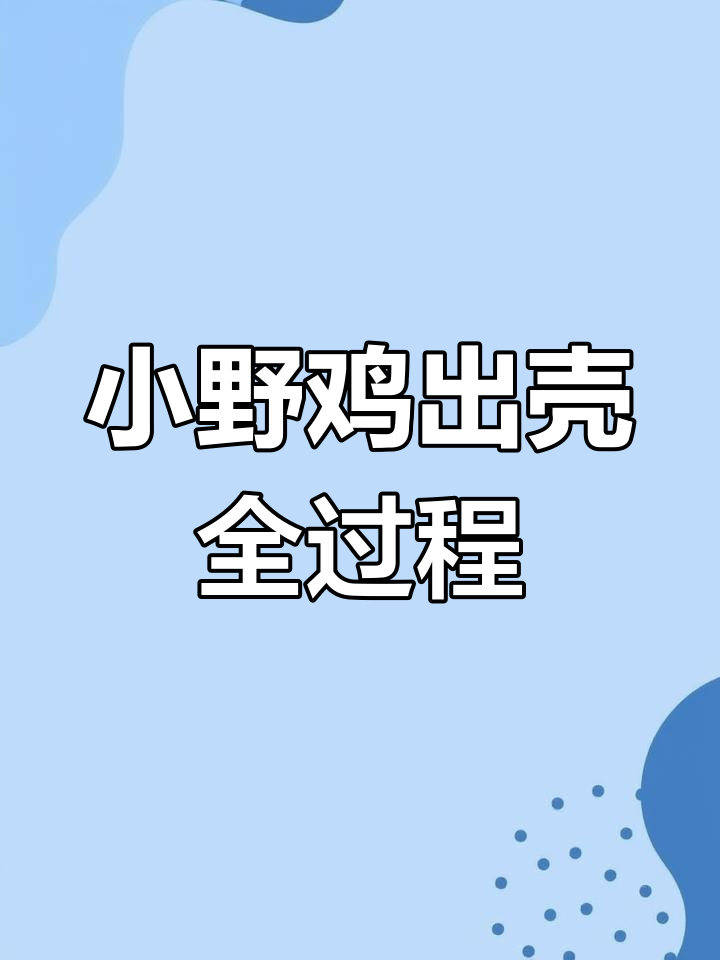 人工孵化24天,小野鸡终于破壳而出!