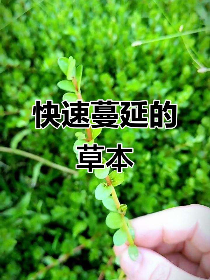 圆叶节节菜,生长迅速,一旦爆发成片