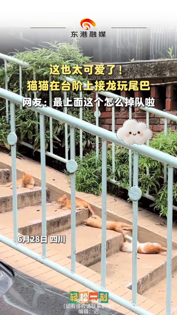 这也太可爱了！猫猫在台阶上接龙玩尾巴