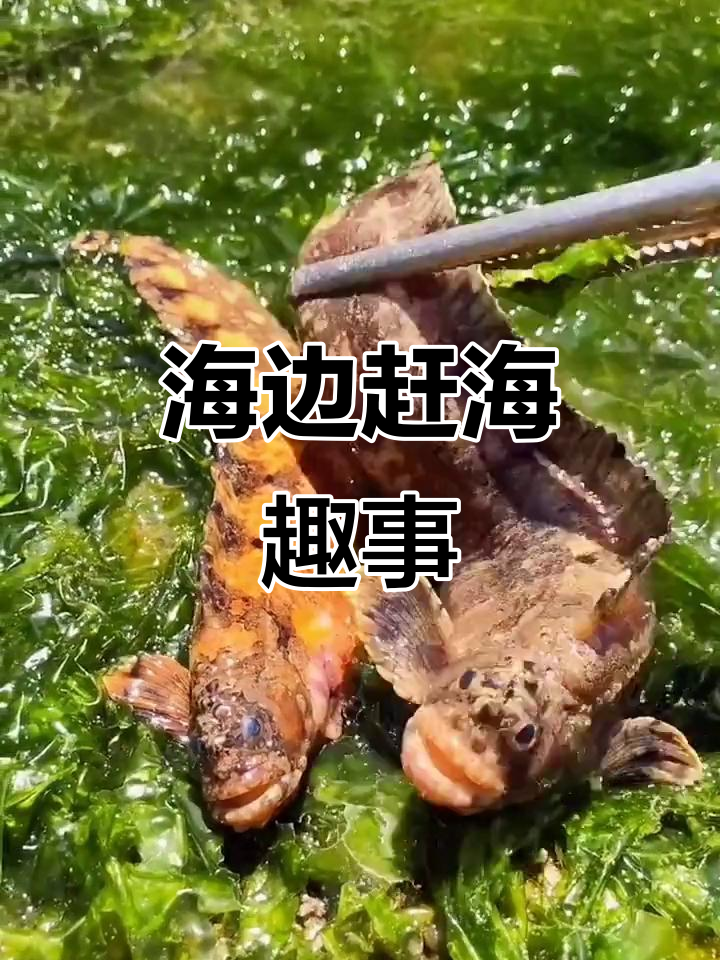 儿时伙伴海边重聚,抓老头鱼乐趣多