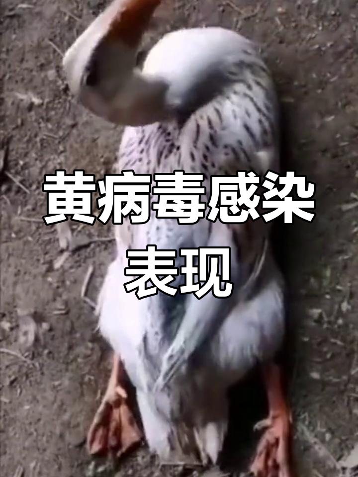 鸭黄病毒症状与预防技巧,如何判断及应对