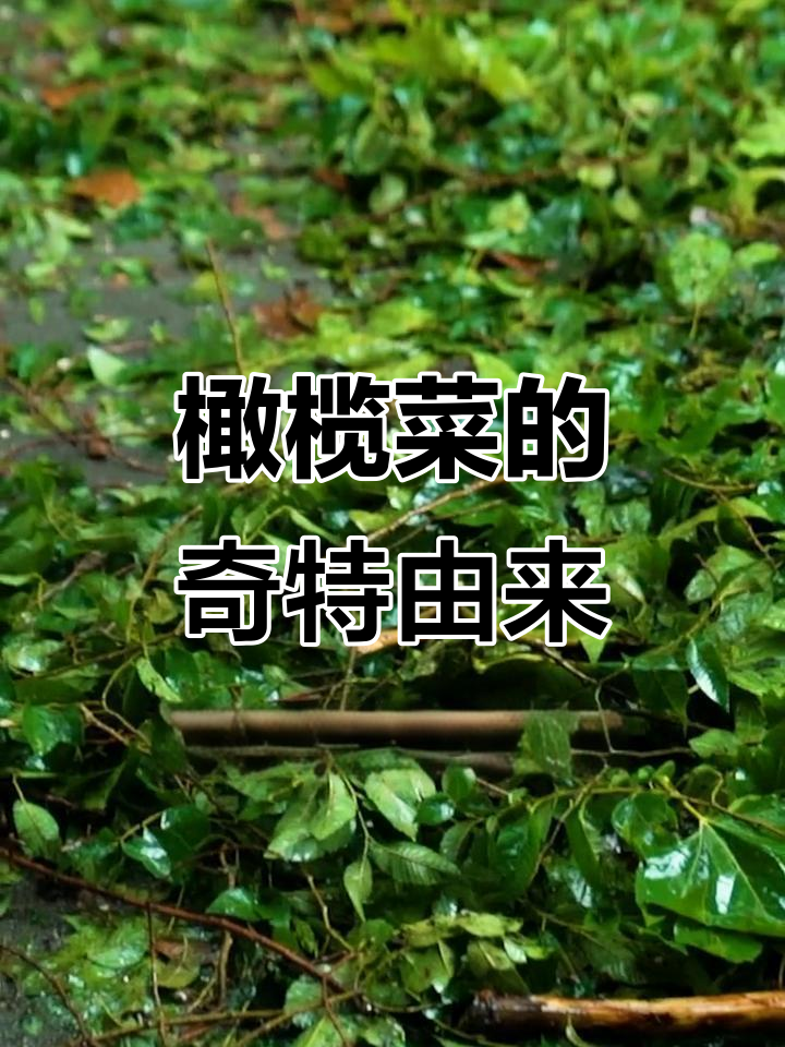 广东潮汕橄榄菜背后的传奇故事,竟是这样诞生的!