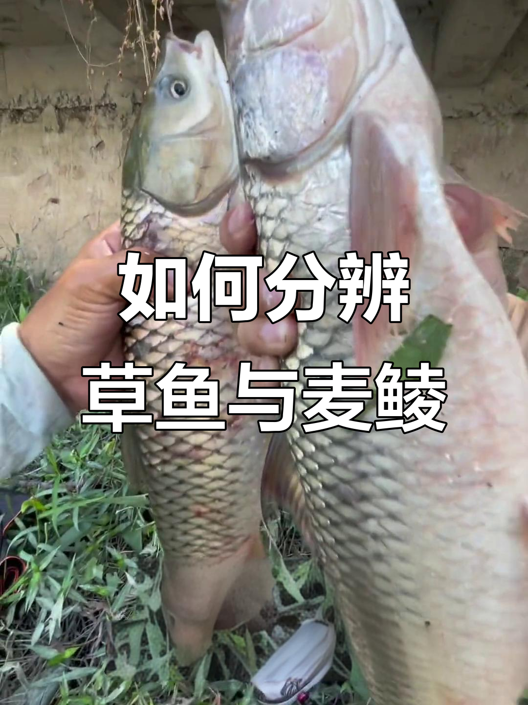 草鱼和麦鲮怎么区分？钓鱼挑战四小时十斤货难吗