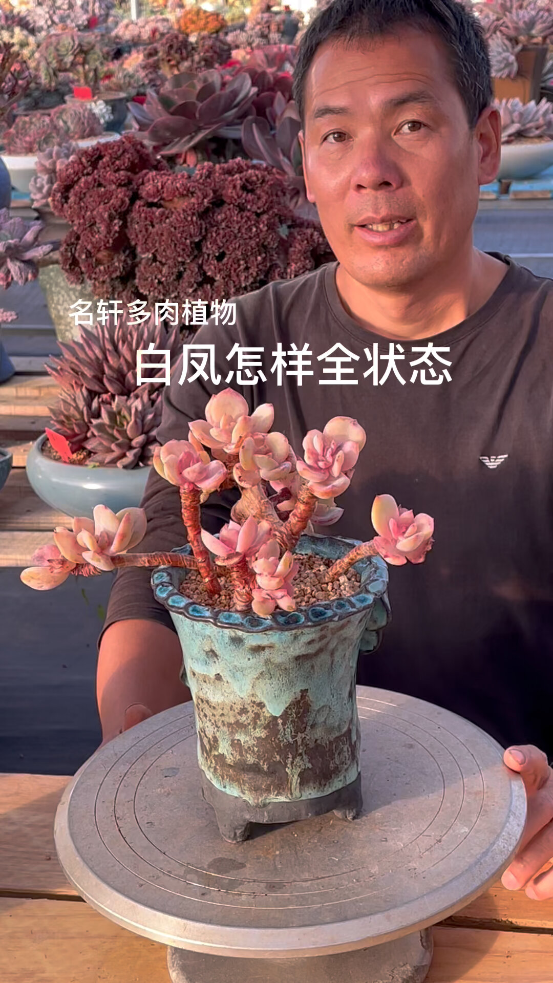 多肉植物白凤怎么养状态