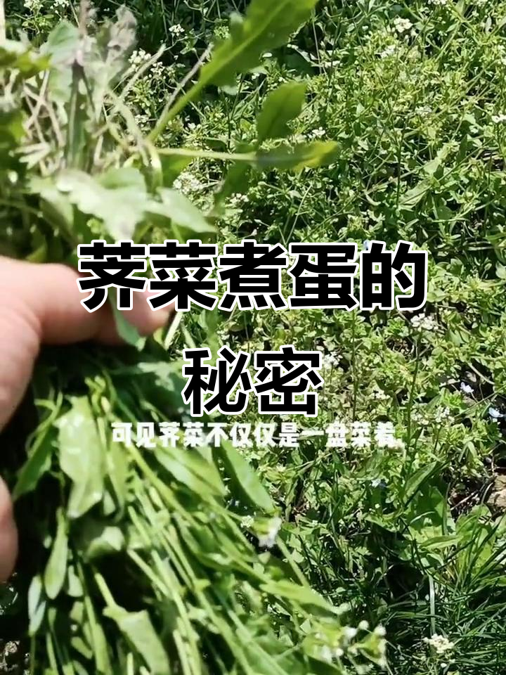 三月三吃荠菜煮鸡蛋,竟然有这样的功效!