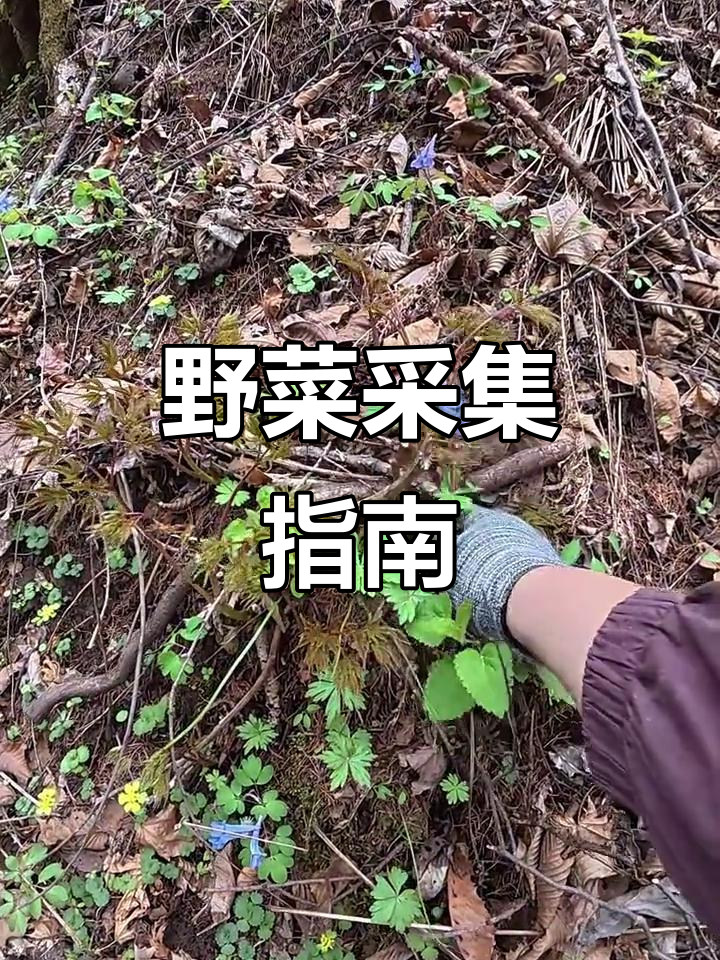 荞麦地野菜丰富,新手可参考这个位置