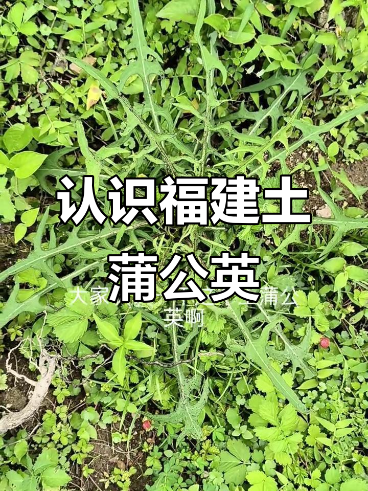 福建土蒲公英的奇妙兄弟,带你了解夏枯草与贝母的故事