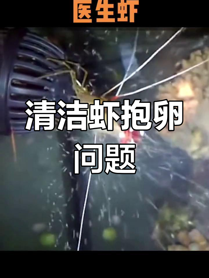 医生虾繁殖难点解析