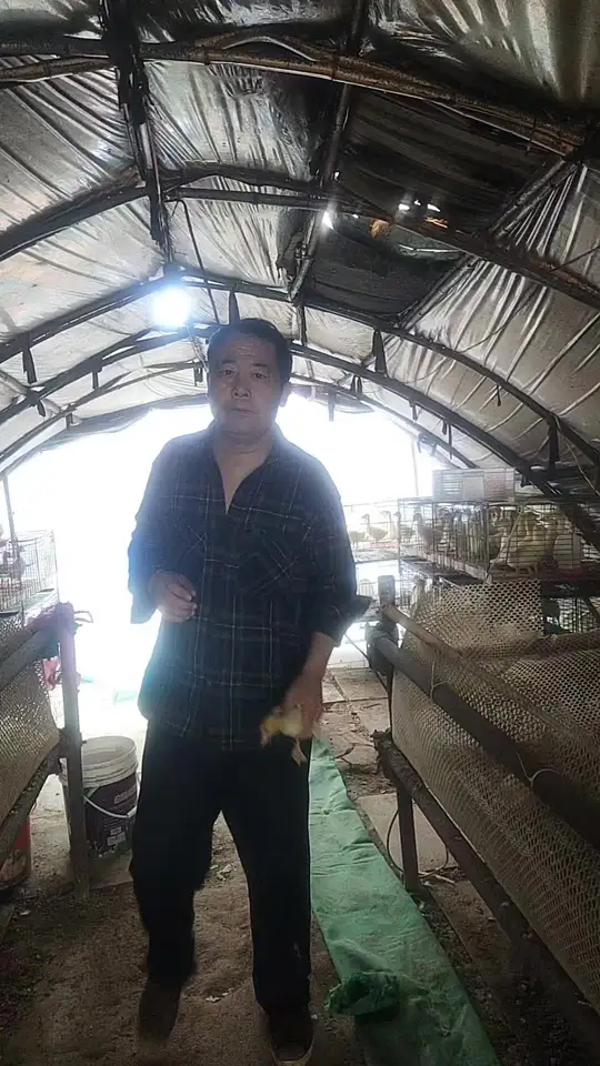 大体脱温三花鹅16元一只,有需要的赶紧说话!
