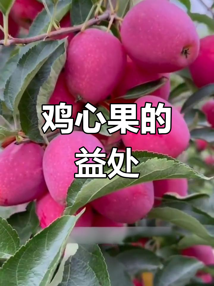 鸡心果的营养价值与功效,了解鸡蛋黄的神奇作用