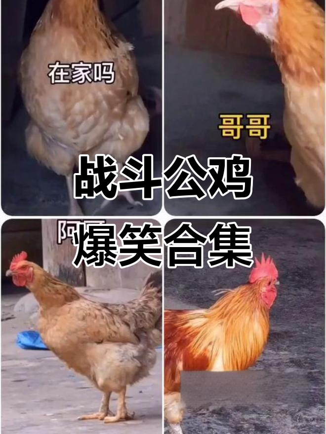 公鸡中的战斗机，搞笑日常笑翻全场
