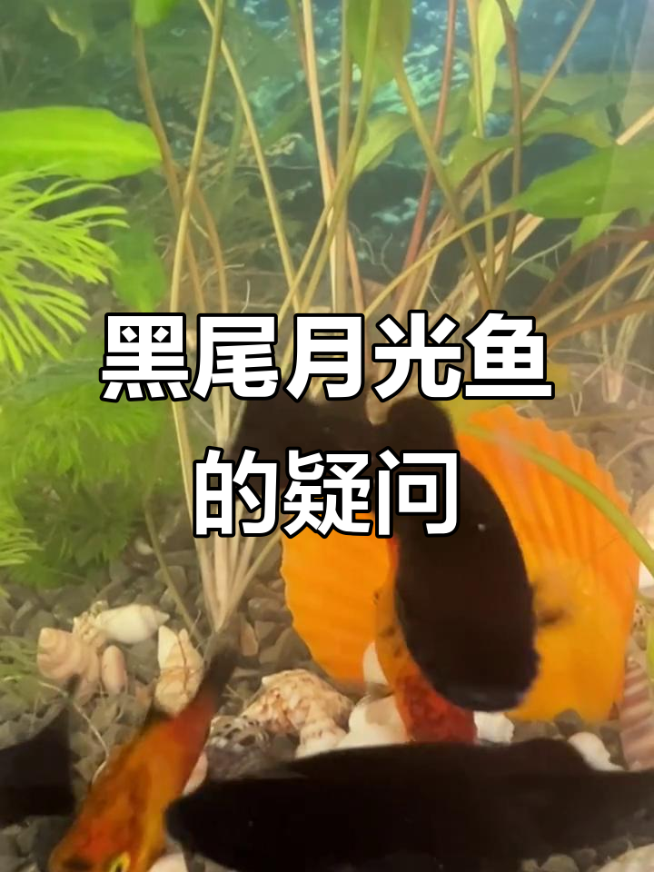 这条黑尾月光鱼肚子鼓起，是不是快生了？