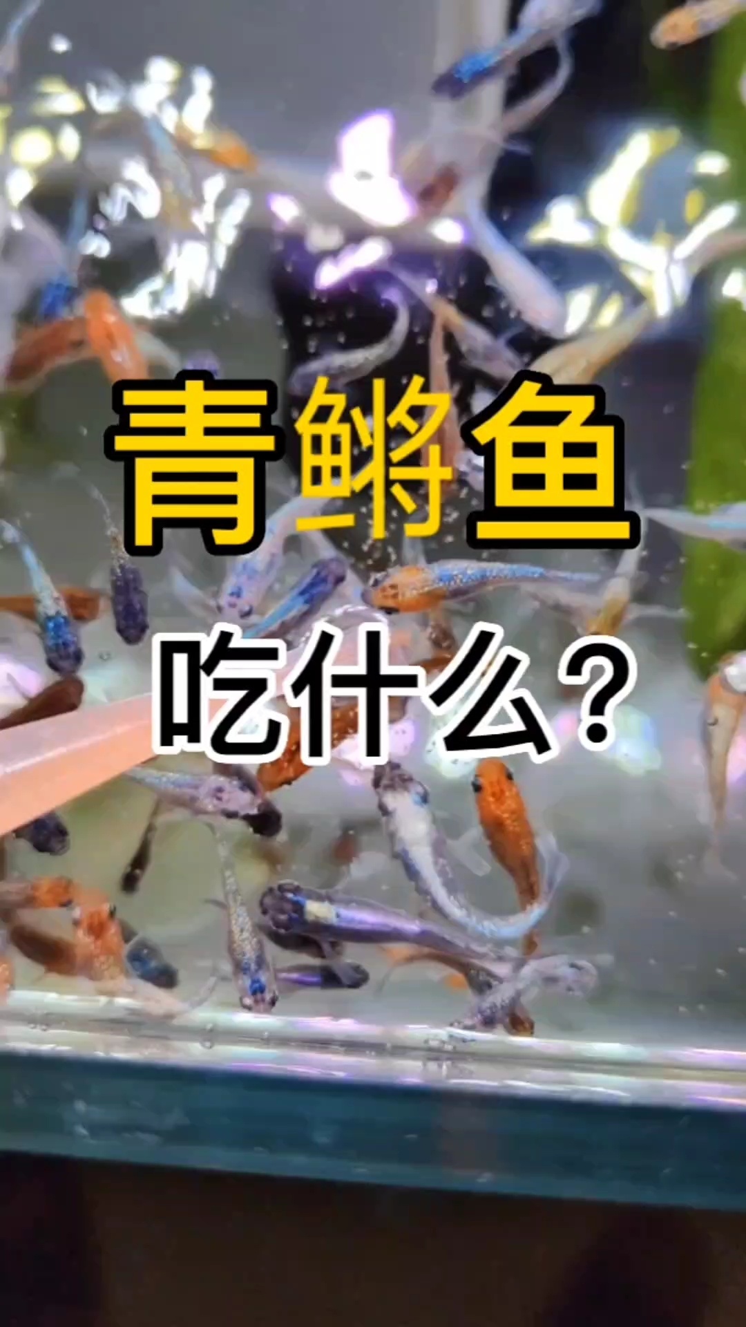 青鳉鱼吃什么