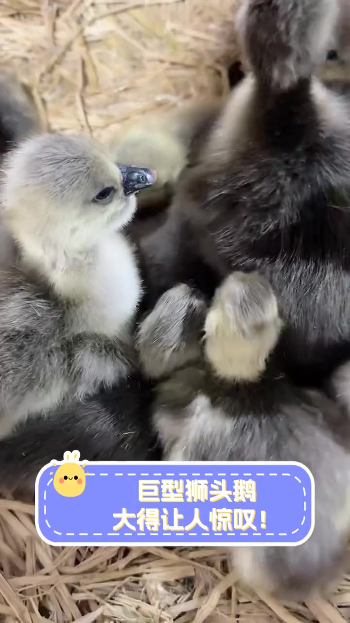 巨型狮头鹅,大得让人惊叹!