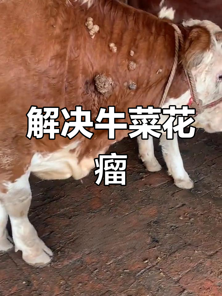 牛脖子上长菜花瘤?教你轻松解决!