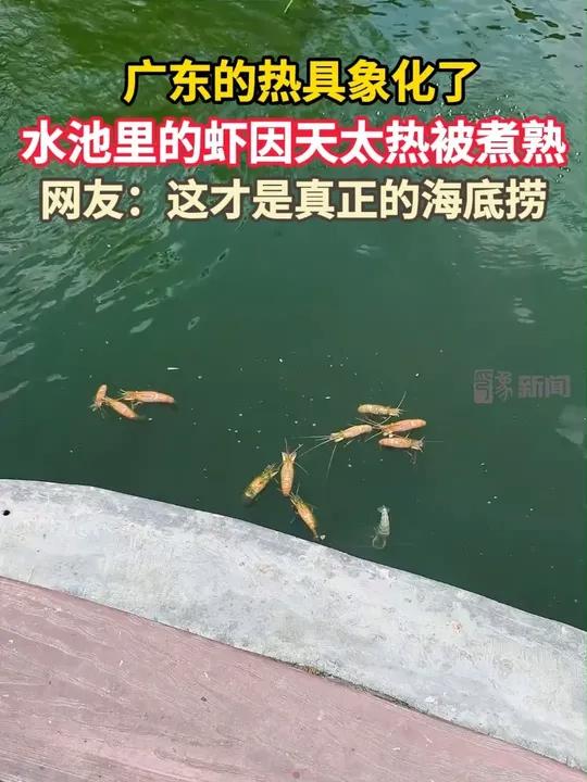 近日，广东。有当地网友拍下水池里的虾因天太热被煮熟的画面引发热议。网友：这才是真正的海底捞