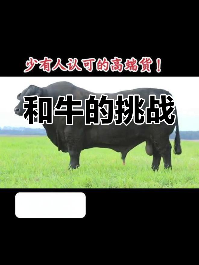 日本和牛挑战难度高,雪花牛肉更是难求!