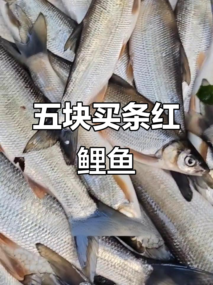 发现超低价红鲤鱼,竟然五块钱一条!