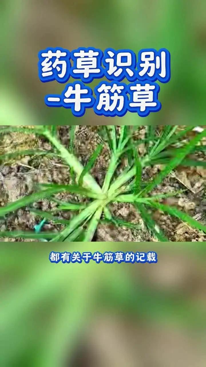 药草识别-牛筋草;为禾本科植物牛筋草的根或全草。别名:千金草、千千踏、忝仔草、千人拔、牛顿