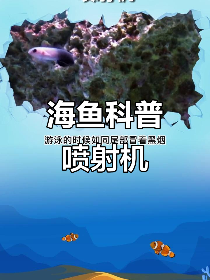 喷射机:珊瑚礁中的神秘虾虎鱼,了解它的生活习性