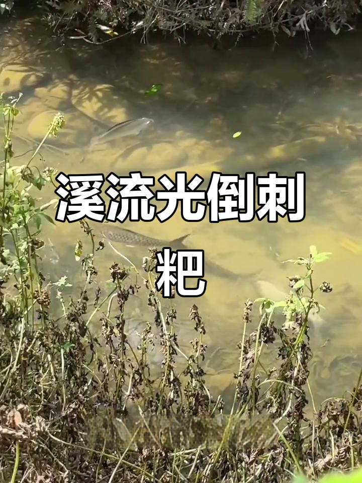 溪流精陵横线鱼:口感脆嫩,连鳞都能吃!