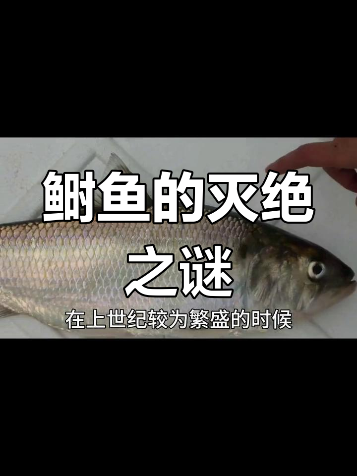 长江鲥鱼为何消失?