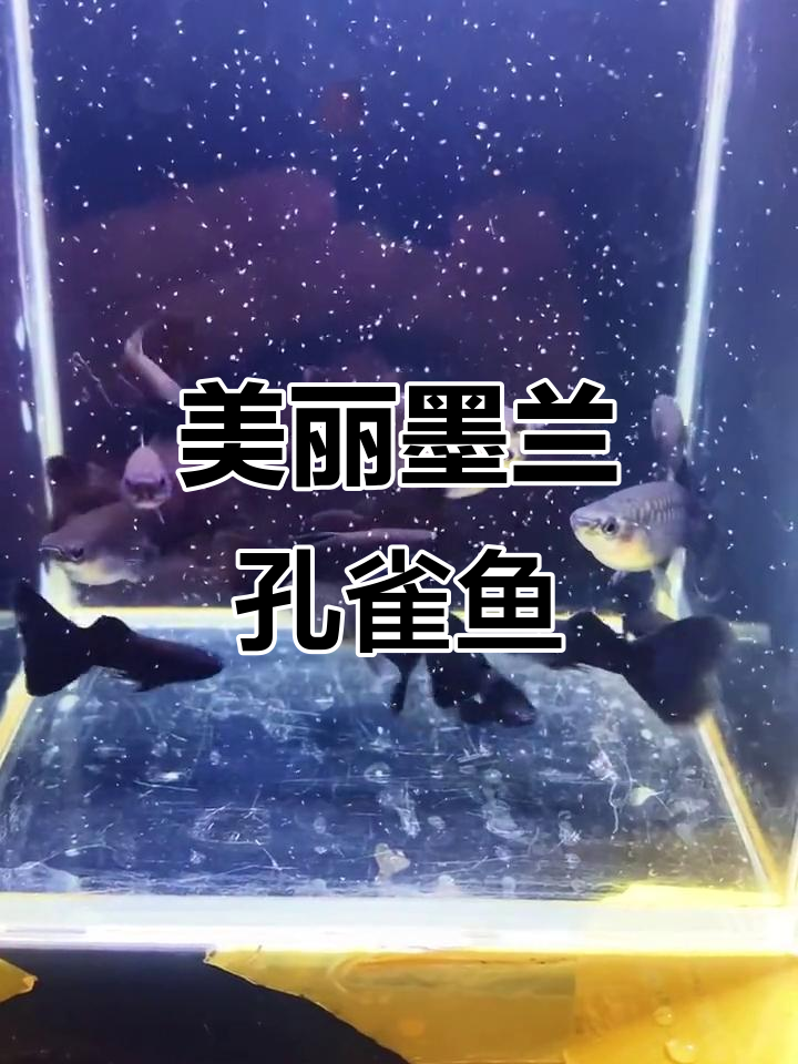 墨兰孔雀鱼的美,简直让人无法抗拒