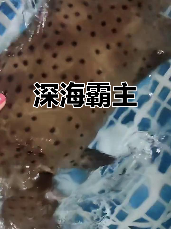 老鼠斑,美丽又凶猛的深海鱼种,捕食力惊人