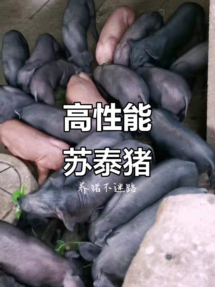 苏太猪:瘦肉型新品种,高繁殖力与优质肉质并存