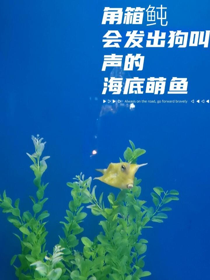 海底萌鱼|会发出狗叫声的角箱鲀