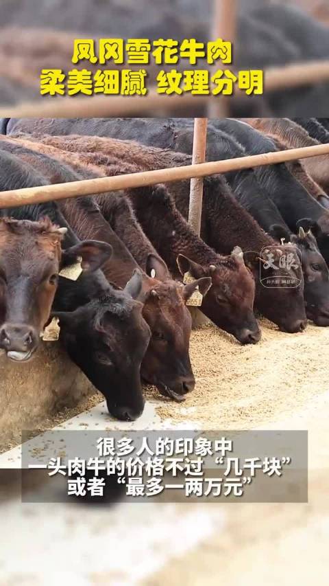 「贵州一地一头牛价值一台小轿车」什么牛这么牛?大多数印象中,一头肉牛的价格最多不过一两万元