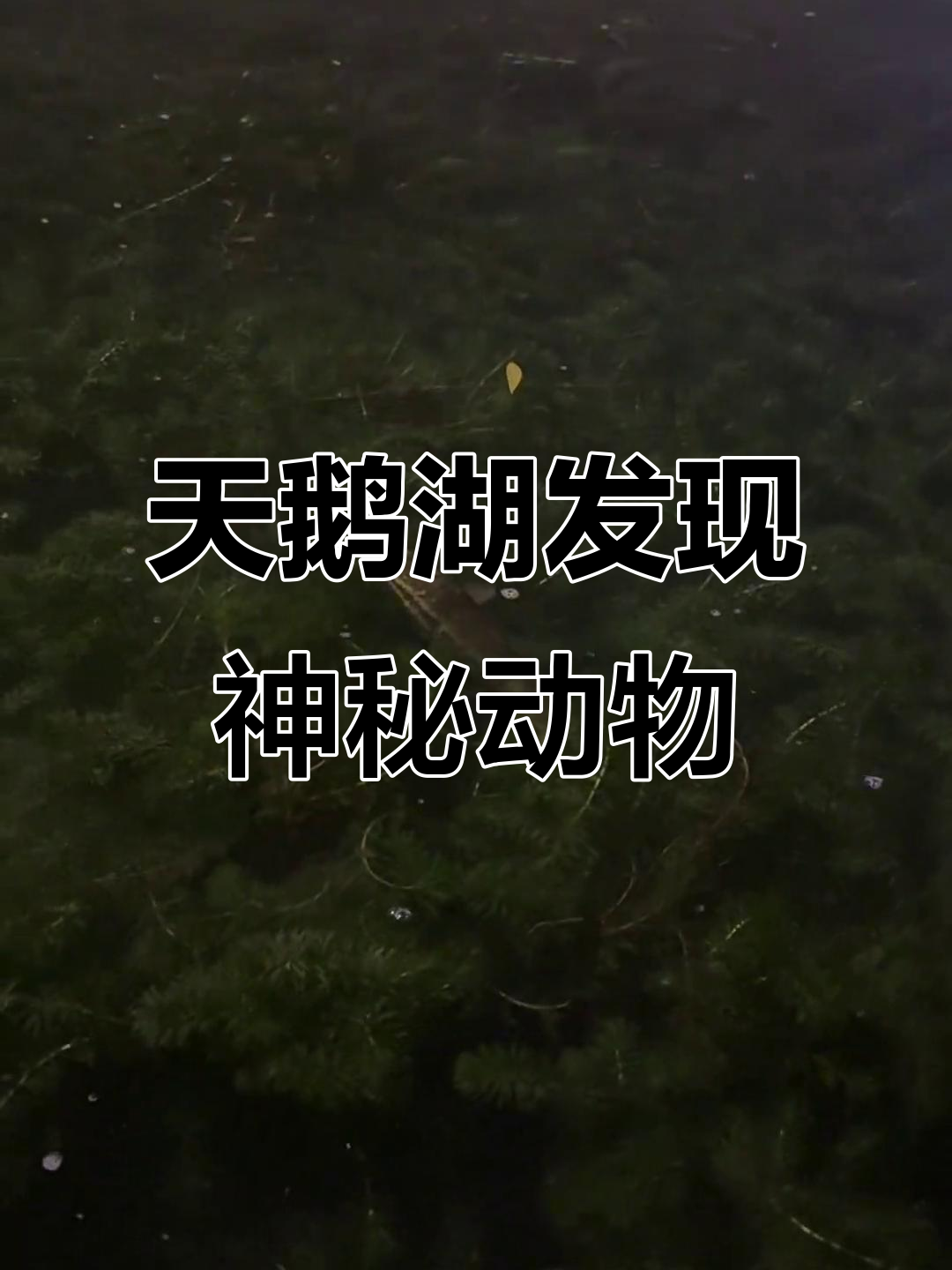 天鹅湖现身不明生物,像蛇又似鳄鱼?
